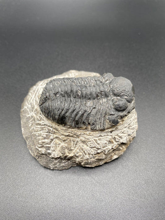 Trilobite (Medium)