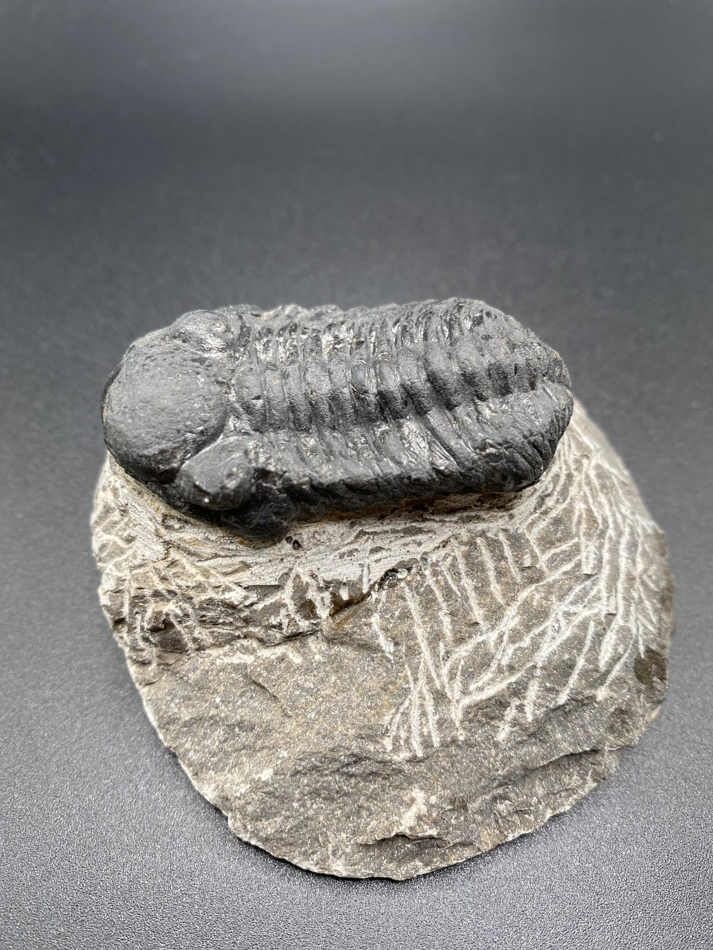 Trilobite (Medium)