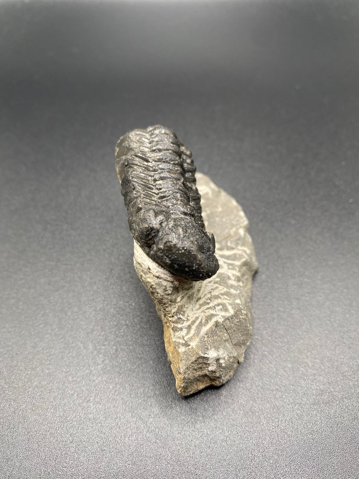 Trilobite (Medium)