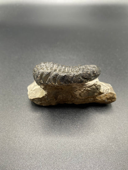 Trilobite (Medium)