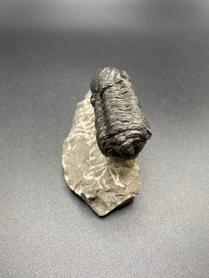 Trilobite (Medium)