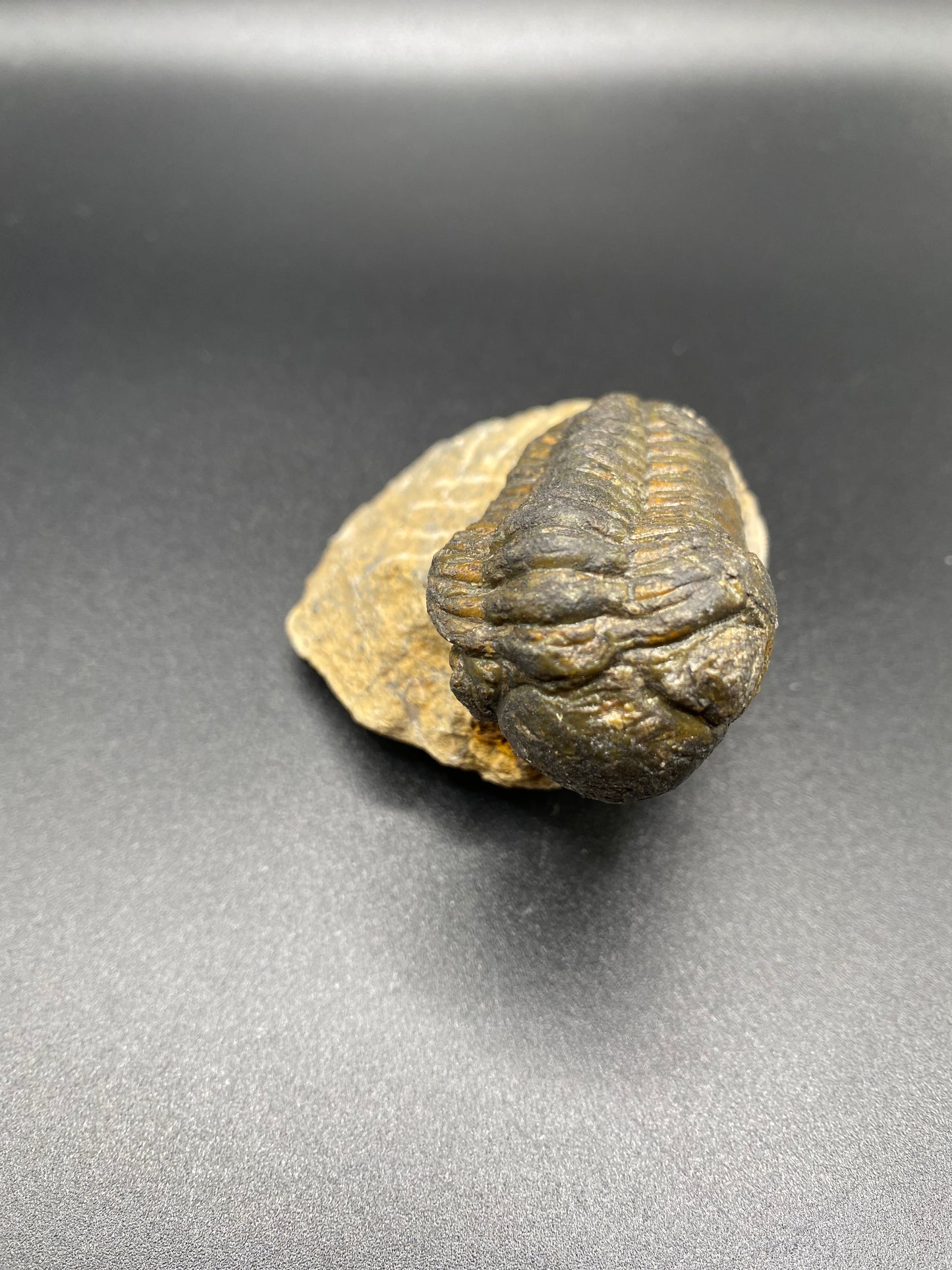 Trilobite (Medium)