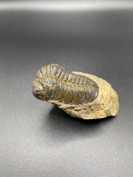 Trilobite (Medium)