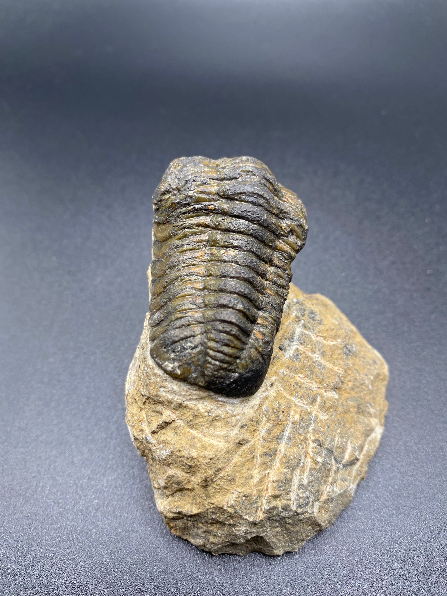 Trilobite (Medium)