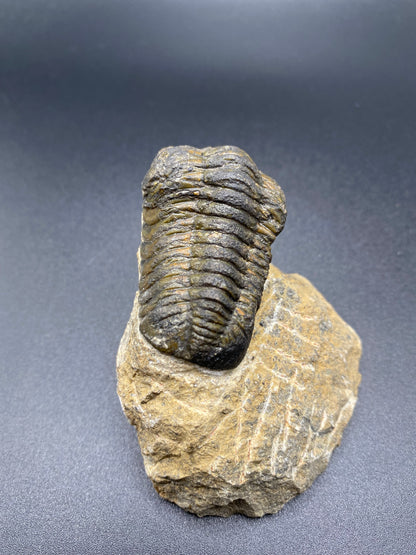 Trilobite (Medium)