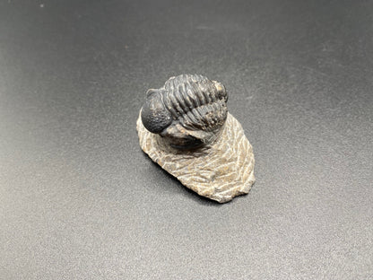 Trilobite (Small)