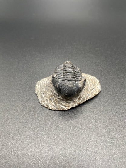 Trilobite (Small)