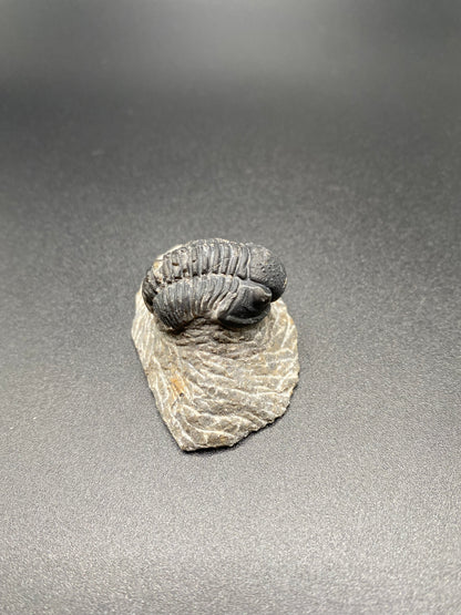 Trilobite (Small)