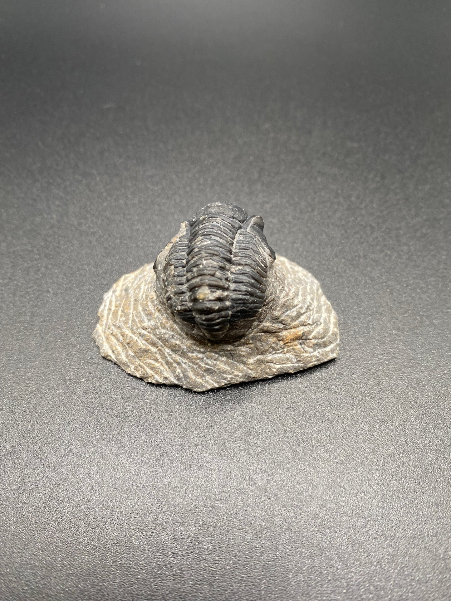 Trilobite (Small)