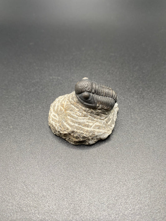 Trilobite (Small)