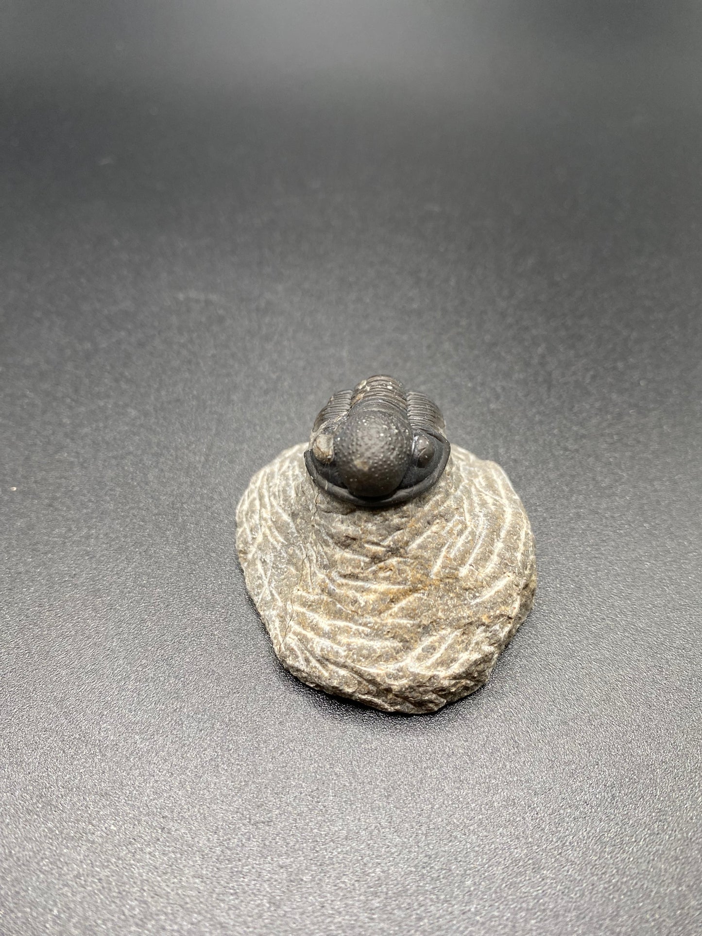 Trilobite (Small)