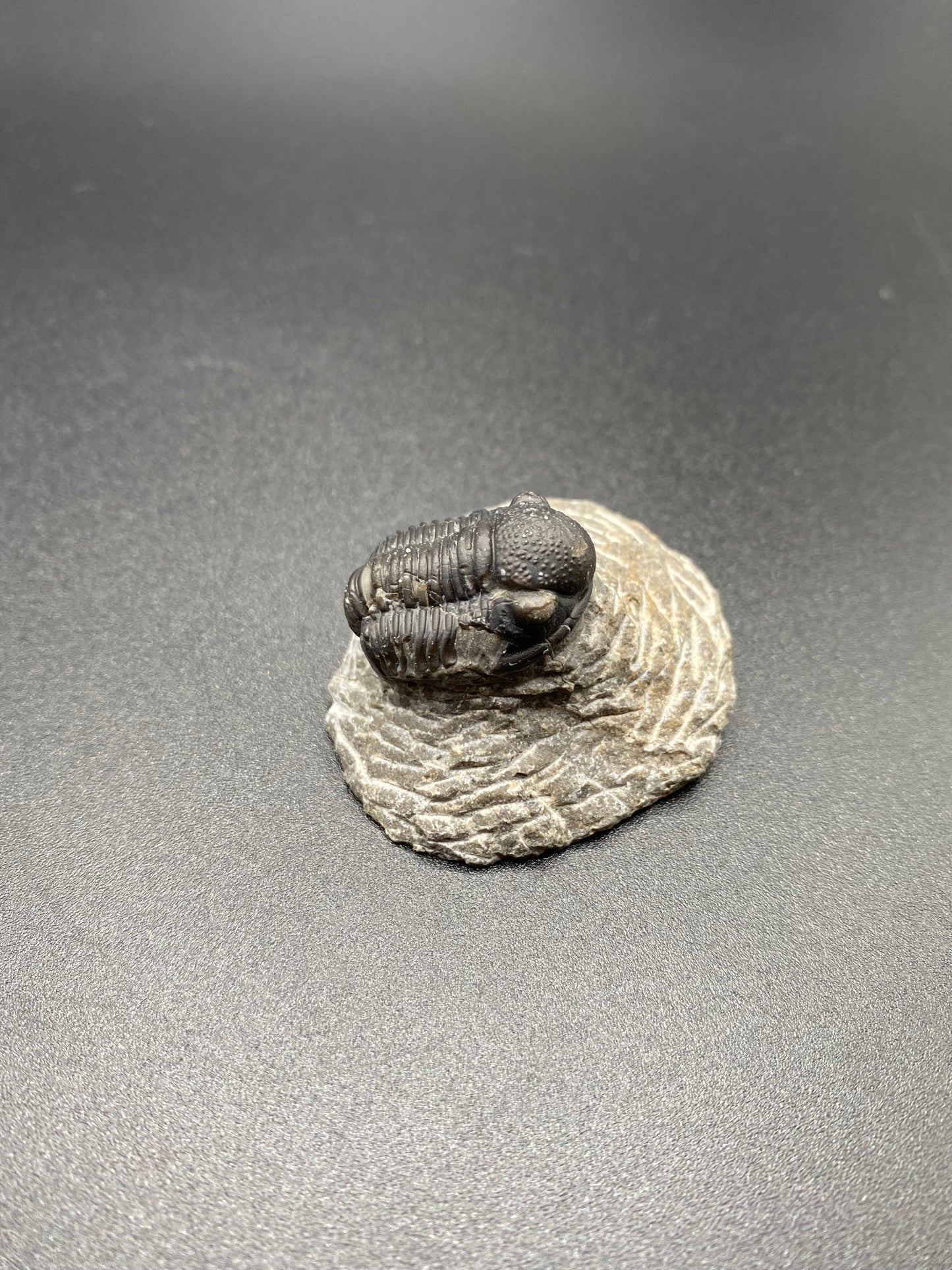 Trilobite (Small)