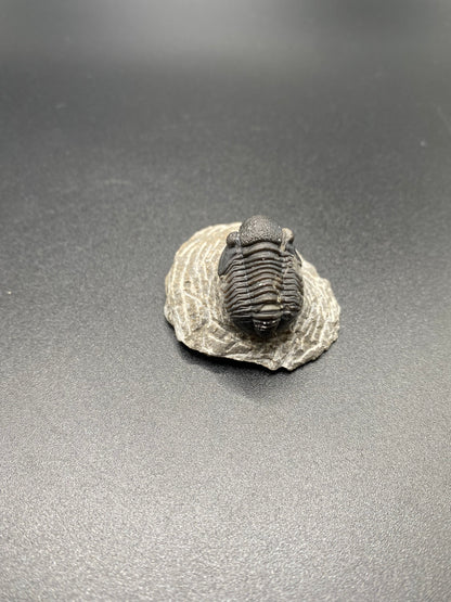 Trilobite (Small)