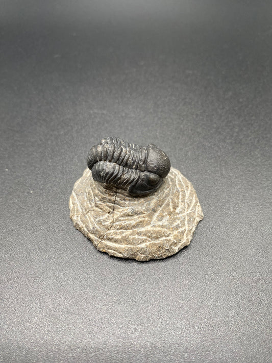 Trilobite (Small)