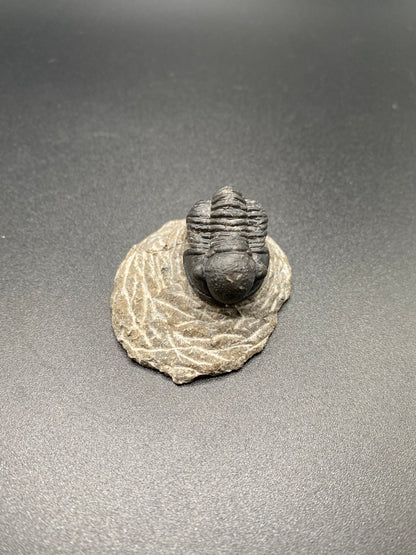 Trilobite (Small)