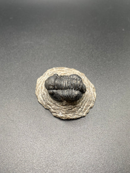 Trilobite (Small)