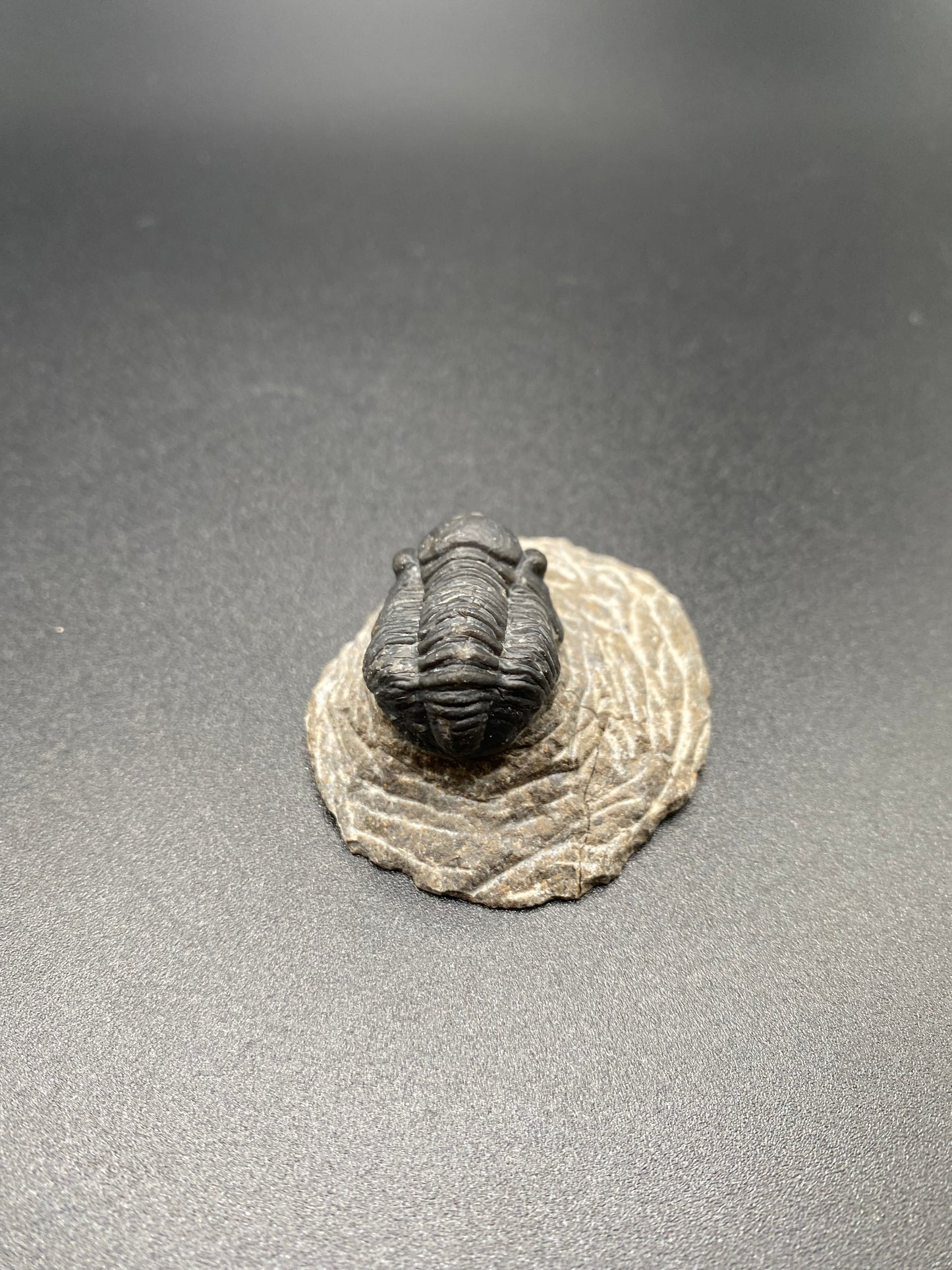 Trilobite (Small)