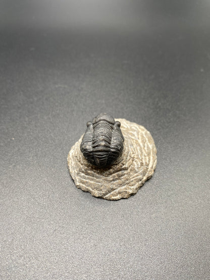 Trilobite (Small)