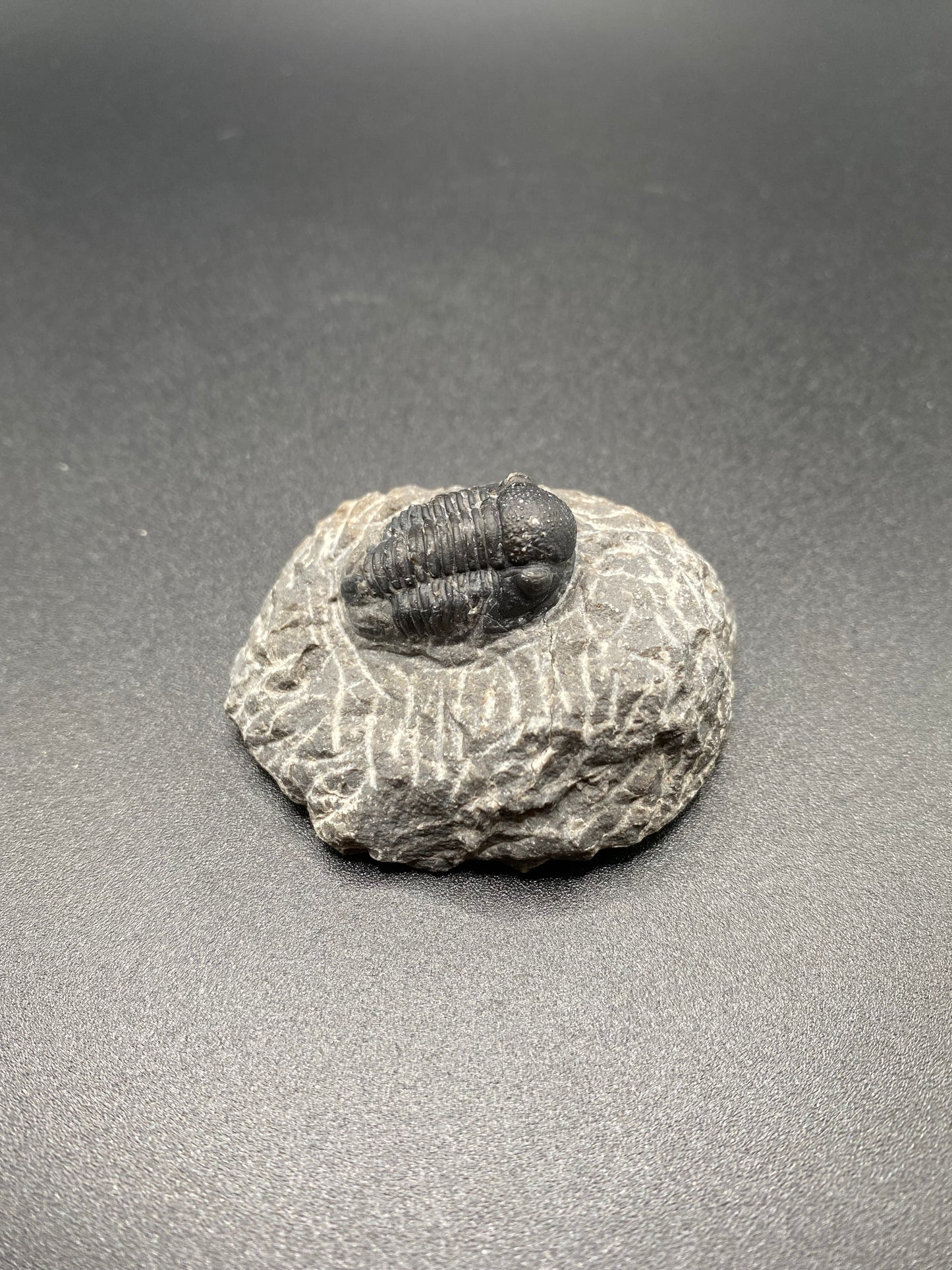 Trilobite (Small)