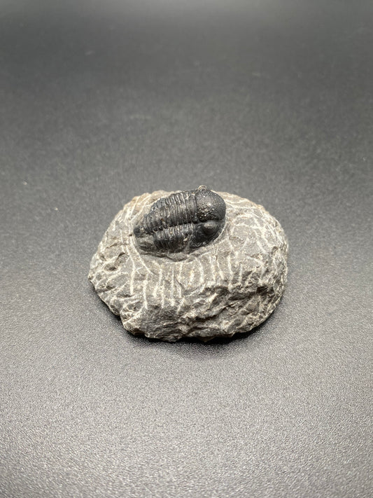 Trilobite (Small)