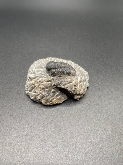 Trilobite (Small)