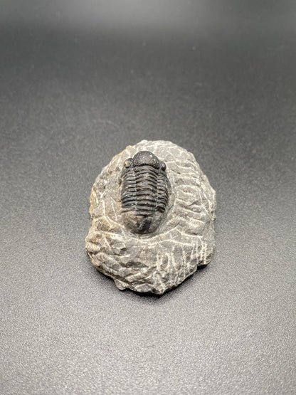 Trilobite (Small)