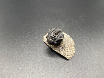 Trilobite (Small)