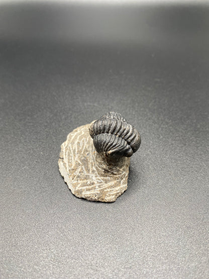 Trilobite (Small)