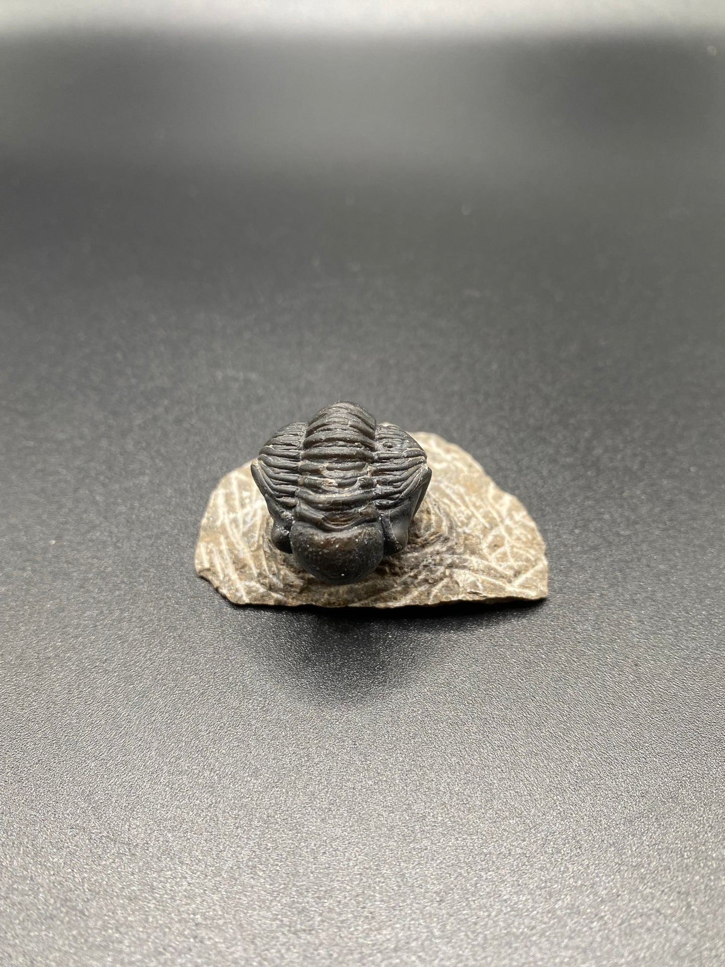 Trilobite (Small)