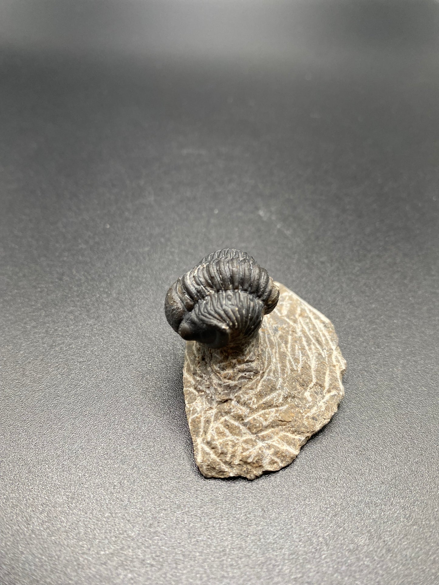 Trilobite (Small)