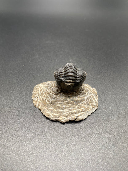 Trilobite (Small)