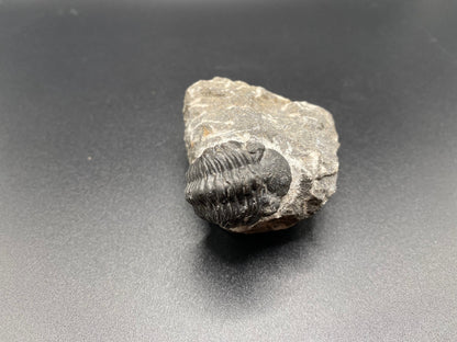 Trilobite (Small)