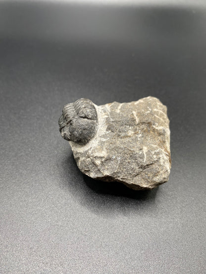 Trilobite (Small)