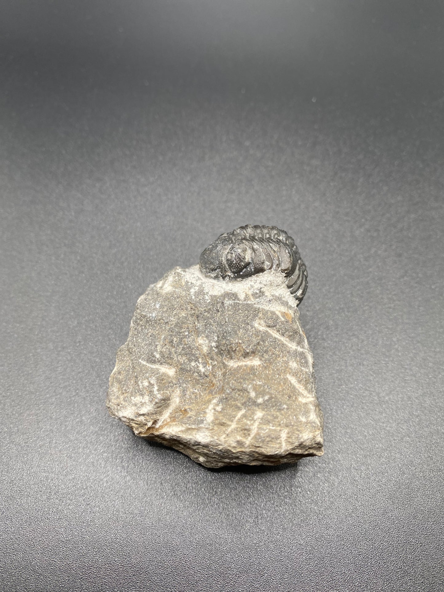 Trilobite (Small)