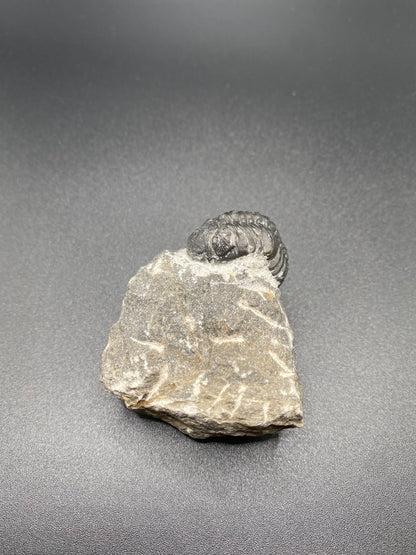 Trilobite (Small)