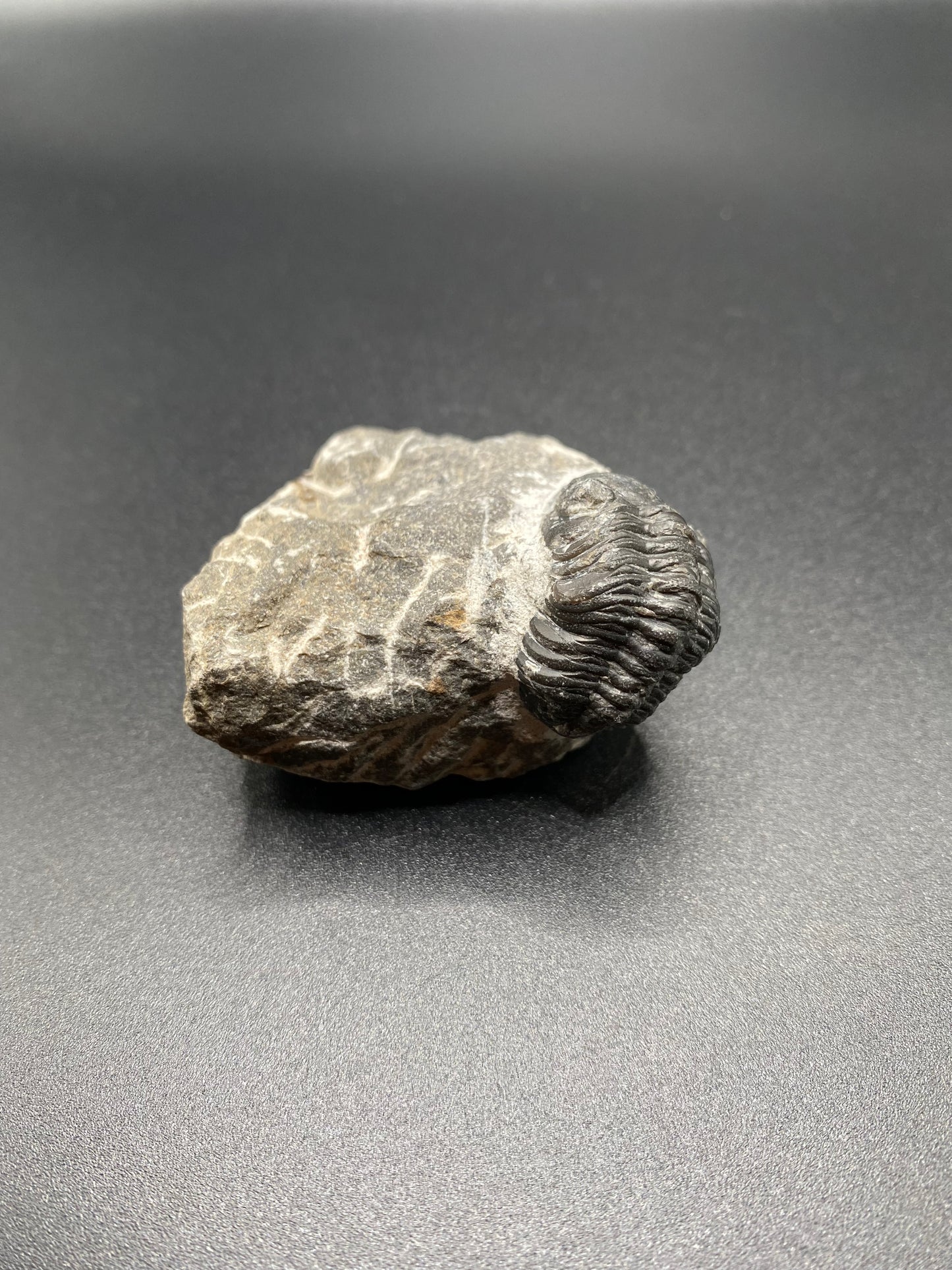 Trilobite (Small)