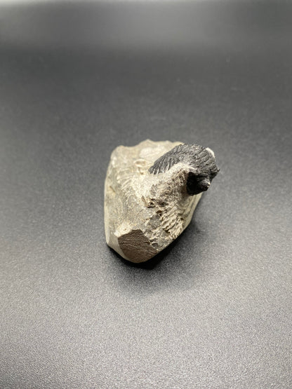 Trilobite (Small)