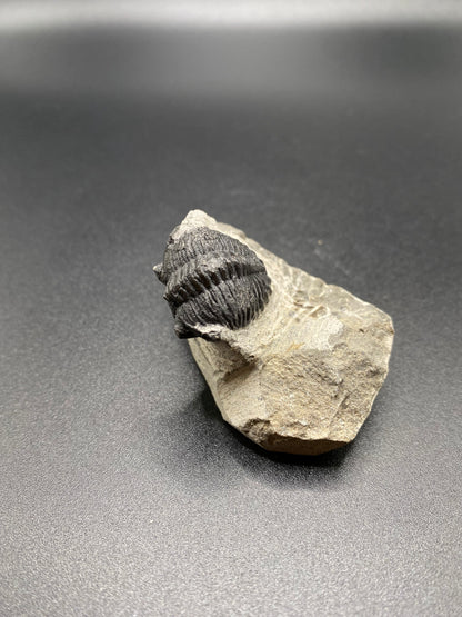 Trilobite (Small)