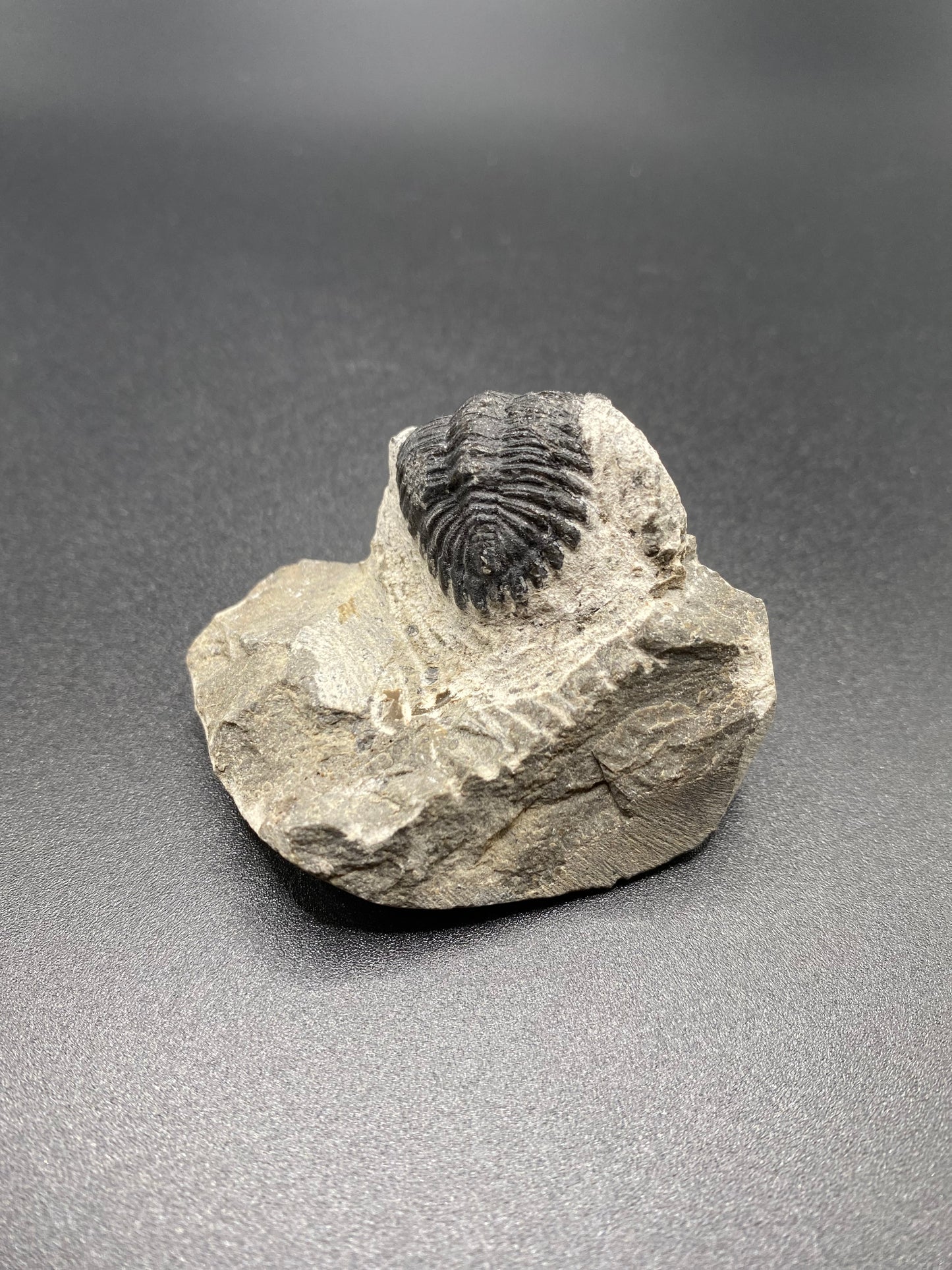 Trilobite (Small)