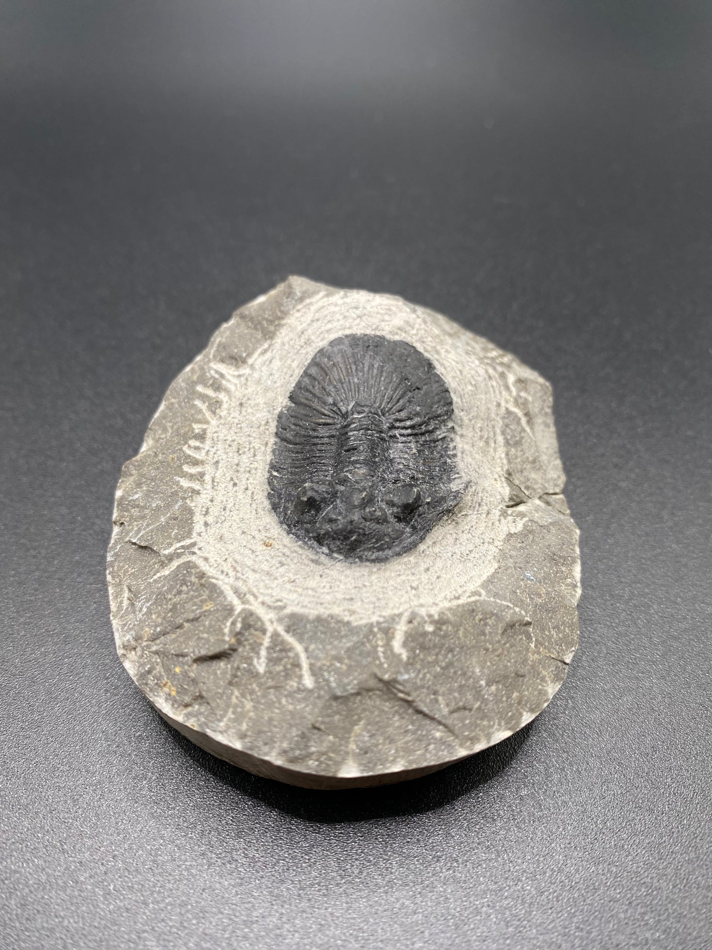 Trilobite (Small)