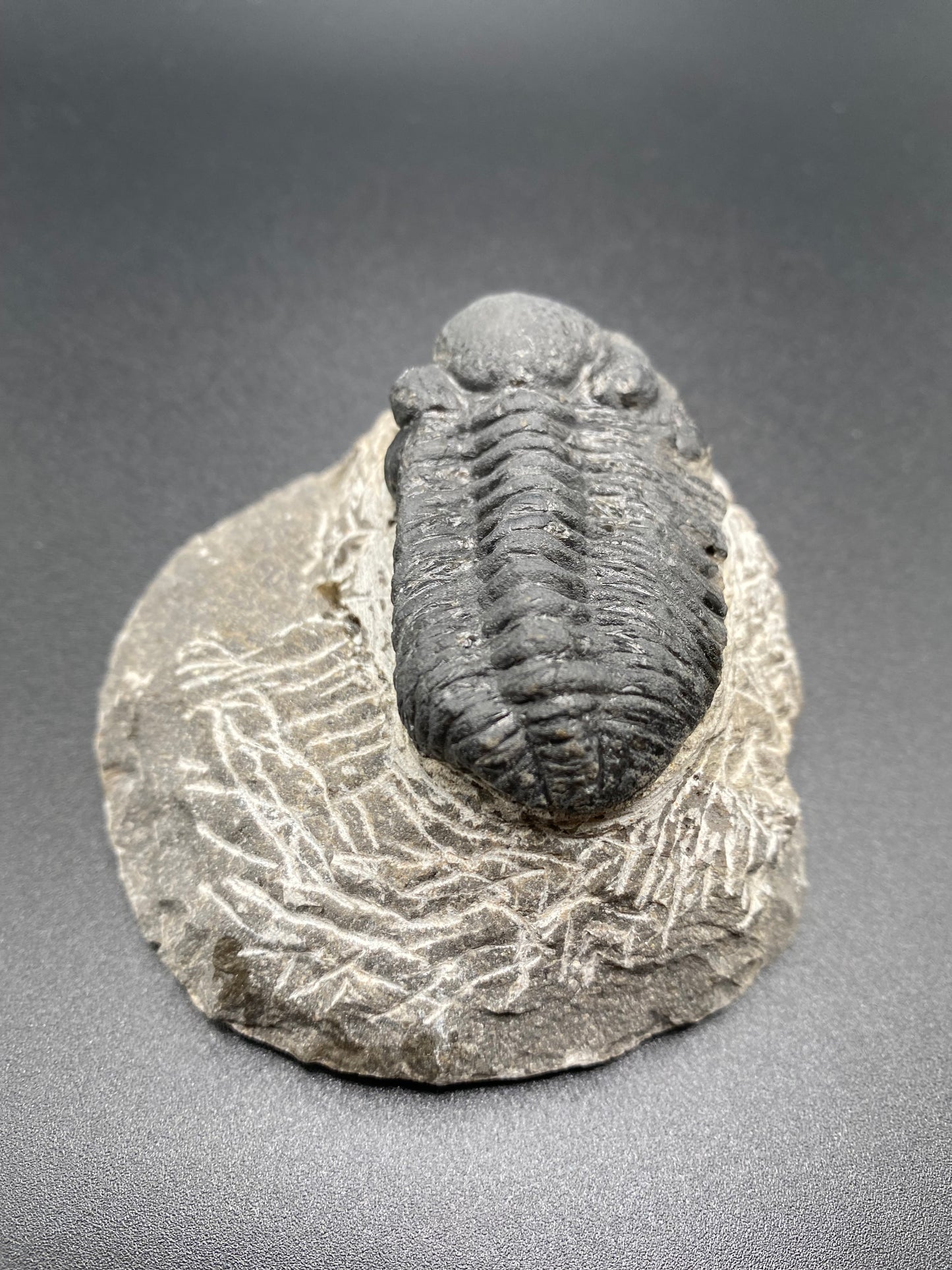 Trilobite (Medium)