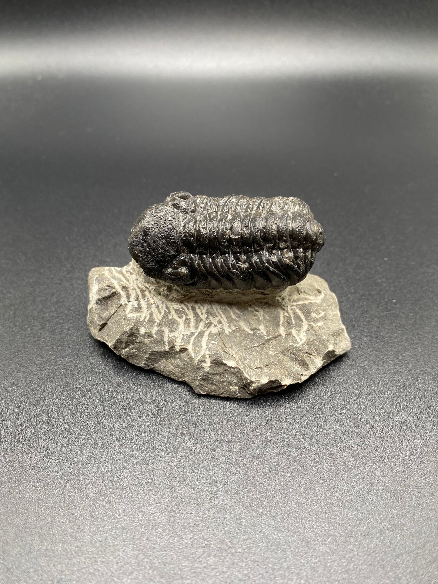 Trilobite (Medium)