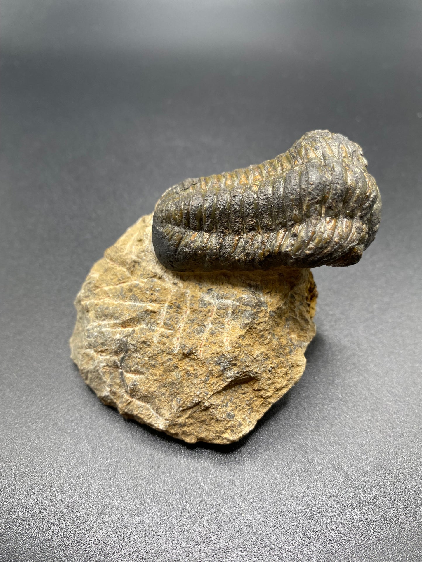 Trilobite (Medium)